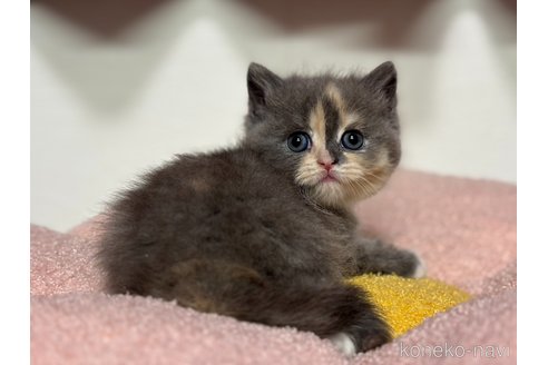 販売中の神奈川県のスコティッシュフォールド-116966の3枚目
