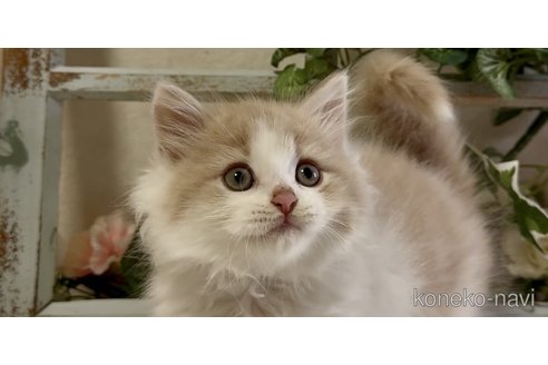 成約済の大阪府のラガマフィン-116440の4枚目