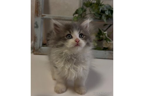 商談中の大阪府のラガマフィン-116439の2枚目