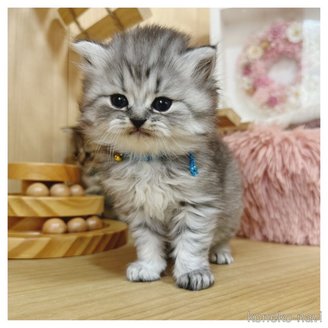 販売中の長野県のマンチカン-116972の3枚目
