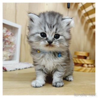 販売中の長野県のマンチカン-116972の6枚目
