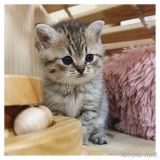 販売中の長野県のマンチカン-116973の3枚目