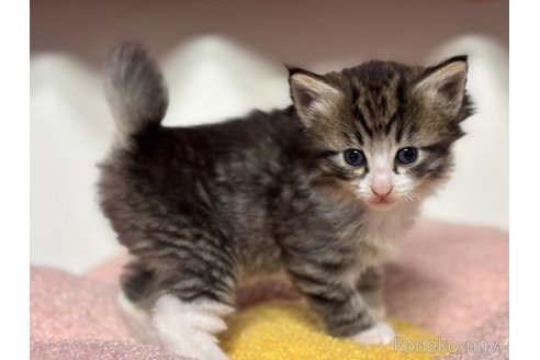 販売中の神奈川県のノルウェージャンフォレストキャット-116974の3枚目