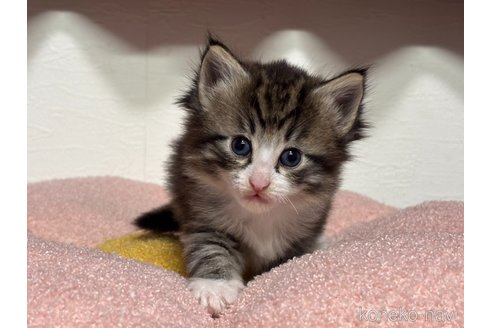 販売中の神奈川県のノルウェージャンフォレストキャット-116974の2枚目