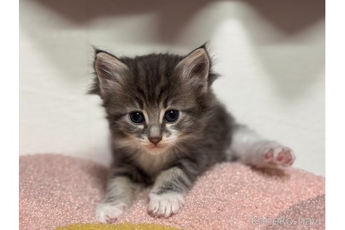 成約済の神奈川県のノルウェージャンフォレストキャット-116975の2枚目