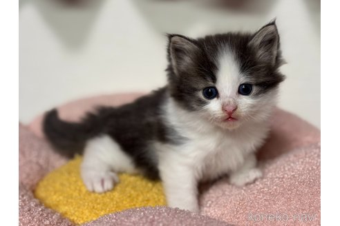 成約済の神奈川県のノルウェージャンフォレストキャット-116976の3枚目