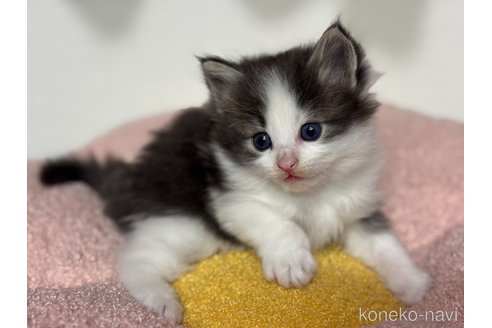 成約済の神奈川県のノルウェージャンフォレストキャット-116976の2枚目