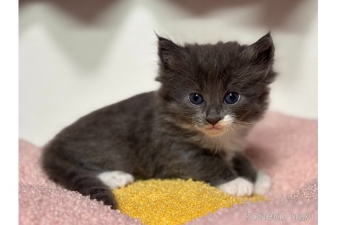 販売中の神奈川県のノルウェージャンフォレストキャット-116977の10枚目