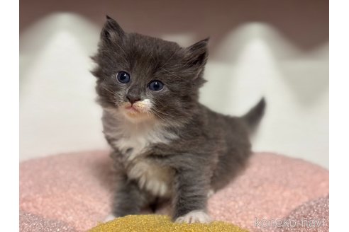 販売中の神奈川県のノルウェージャンフォレストキャット-116977の9枚目