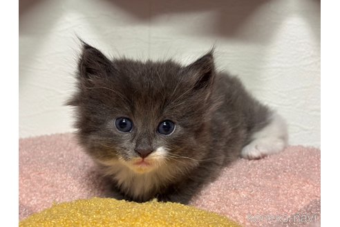 販売中の神奈川県のノルウェージャンフォレストキャット-116977の3枚目