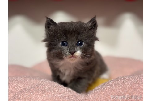 販売中の神奈川県のノルウェージャンフォレストキャット-116977の2枚目
