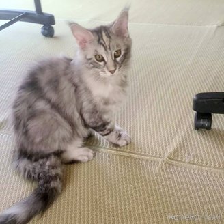販売中の岡山県のメインクーン-116980の5枚目
