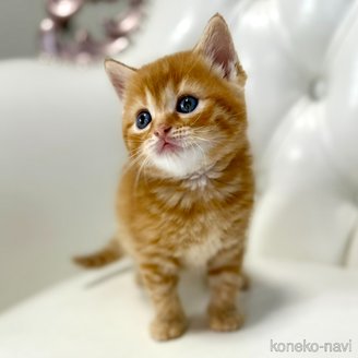 販売中の鹿児島県のスコティッシュフォールド-116984の3枚目