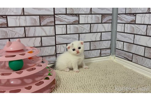 販売中の福岡県のマンチカン(短足)-116991の3枚目