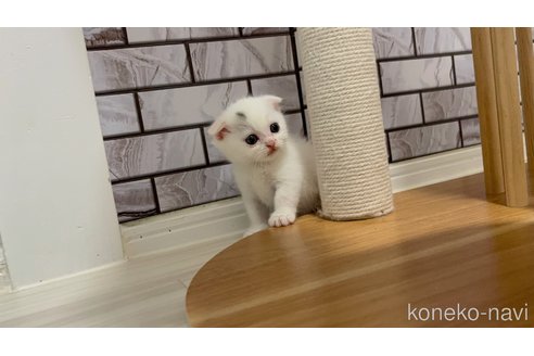 販売中の福岡県のマンチカン(短足)-116991の4枚目