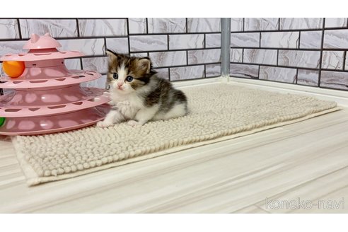 販売中の福岡県のマンチカン-116992の6枚目