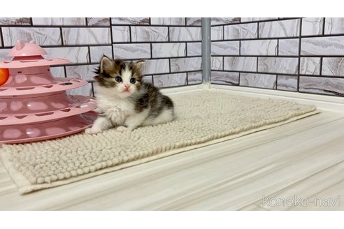 販売中の福岡県のマンチカン-116992の3枚目