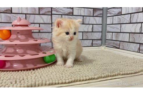 販売中の福岡県のマンチカン-116994の7枚目