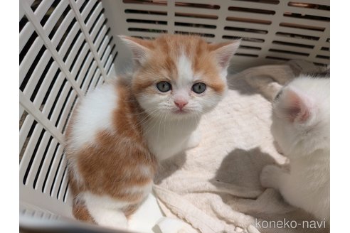 販売中の大阪府のミヌエット-114570の4枚目