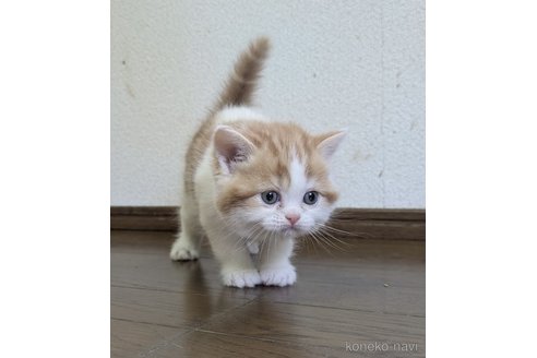 販売中の大阪府のミヌエット-114570の3枚目