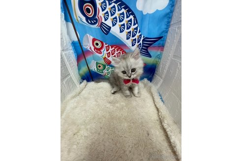 販売中の鳥取県のミヌエット-116995の10枚目