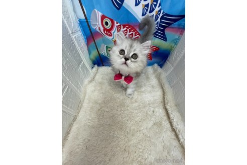販売中の鳥取県のミヌエット-116995の16枚目