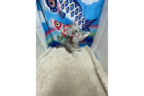 販売中の鳥取県のミヌエット-116995の5枚目