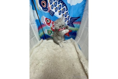 販売中の鳥取県のミヌエット-116995の3枚目