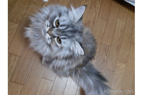 販売中の大阪府のミヌエット-102469の8枚目