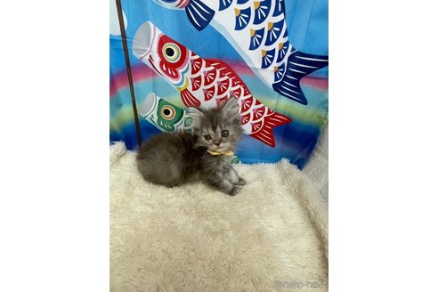 販売中の鳥取県のミヌエット-116996の5枚目