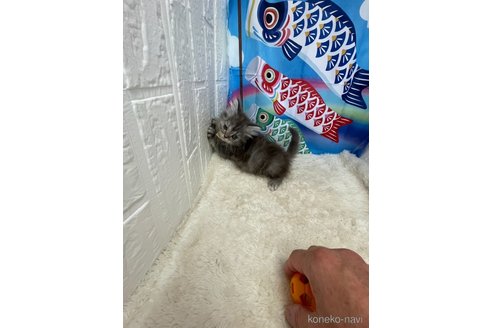 販売中の鳥取県のミヌエット-116996の2枚目