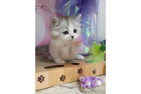 成約済の千葉県のマンチカン(短足)-117000の2枚目