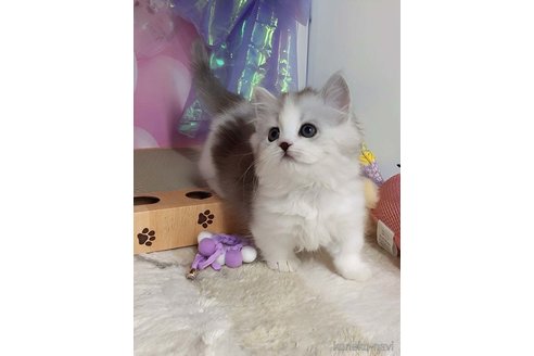 成約済の千葉県のマンチカン(短足)-117000の7枚目