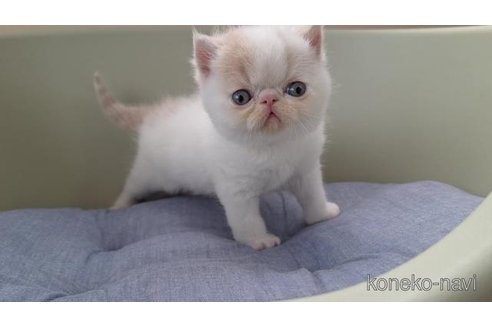販売中の岐阜県のエキゾチックショートヘア-117006の2枚目