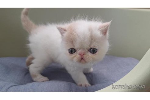 販売中の岐阜県のエキゾチックショートヘア-117006の3枚目