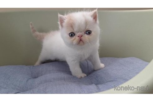 販売中の岐阜県のエキゾチックショートヘア-117006の6枚目