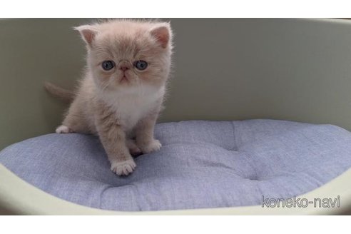 商談中の岐阜県のエキゾチックショートヘア-117007の2枚目