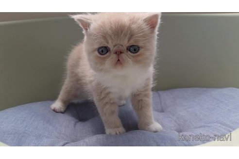 商談中の岐阜県のエキゾチックショートヘア-117007の4枚目