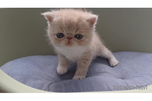 商談中の岐阜県のエキゾチックショートヘア-117007の5枚目