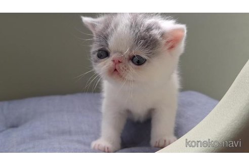 販売中の岐阜県のエキゾチックショートヘア-117008の2枚目