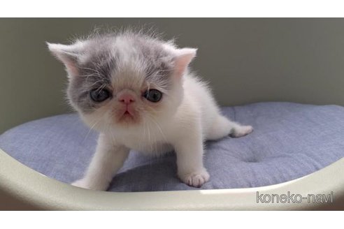 販売中の岐阜県のエキゾチックショートヘア-117008の3枚目