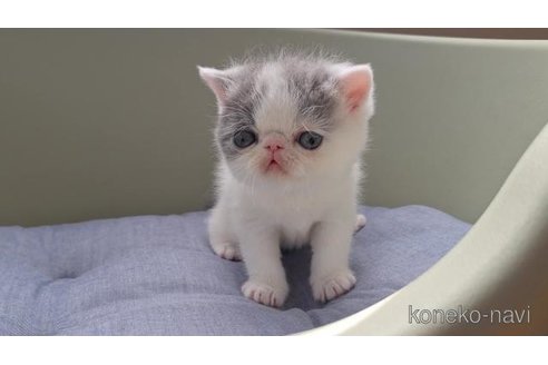 販売中の岐阜県のエキゾチックショートヘア-117008の4枚目