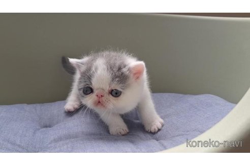 販売中の岐阜県のエキゾチックショートヘア-117008の6枚目