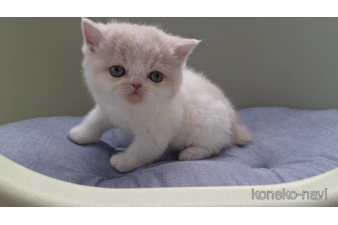販売中の岐阜県のエキゾチックショートヘア-117009の6枚目