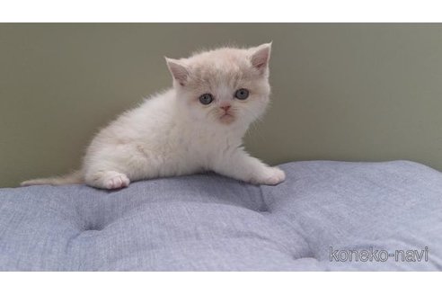 販売中の岐阜県のエキゾチックショートヘア-117009の3枚目