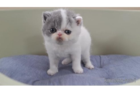 販売中の岐阜県のエキゾチックショートヘア-117010の3枚目