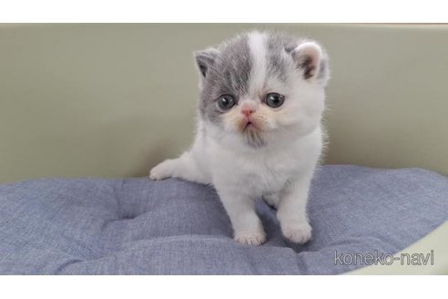 販売中の岐阜県のエキゾチックショートヘア-117010の4枚目