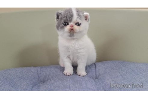 販売中の岐阜県のエキゾチックショートヘア-117010の6枚目