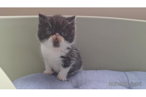 販売中の岐阜県のエキゾチックショートヘア-117011の5枚目