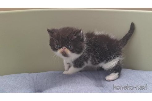 販売中の岐阜県のエキゾチックショートヘア-117011の6枚目